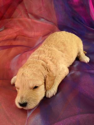 Male Mini Goldendoodle Puppy#4 DOB 2-24-2015 Professional Iowa Breeder with Puppies for sale